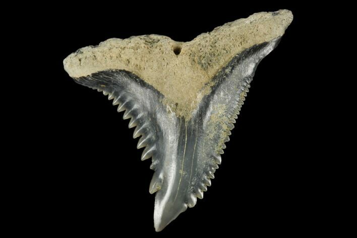 Snaggletooth Shark (Hemipristis) Tooth - Aurora, NC #180144